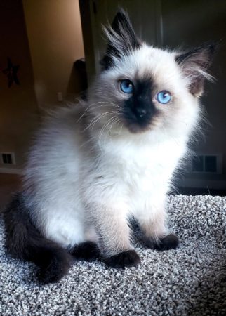 Ragdoll Kittens for Sale