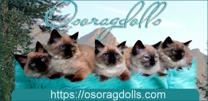 OsoBanner