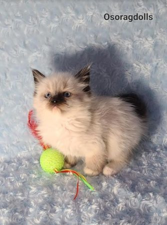 Seal point mitted male