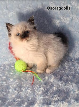 seal point mitted male