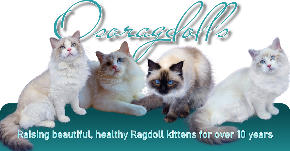 Osoragdolls