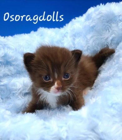 Chocolate mitted