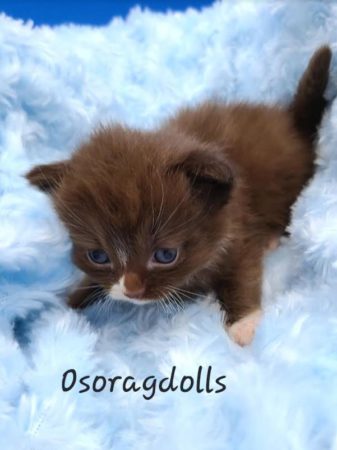 Chocolate mitted