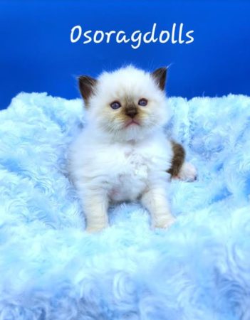 Seal Point mitted male.