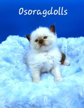 Seal Point mitted male.
