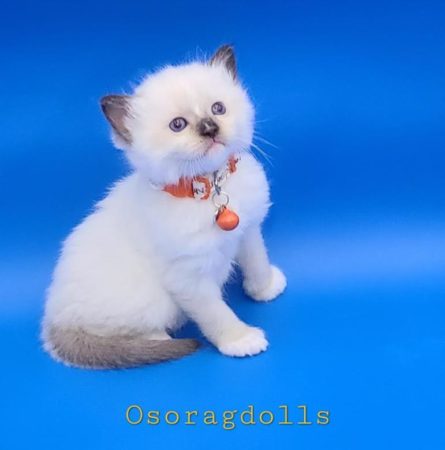 washington state kittens