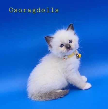 ragdolls