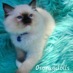 Ragdoll kitten