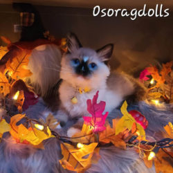 Seal Point Mitted Ragdoll