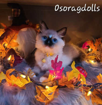 Seal Point Mitted Ragdoll