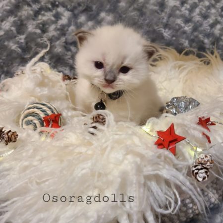 Ragdoll kitten for sale