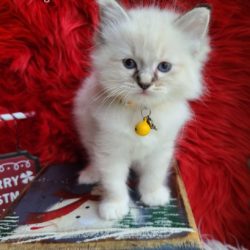 Ragdoll kitten