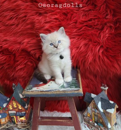 Ragdoll kitten