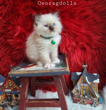 Ragdoll kitten