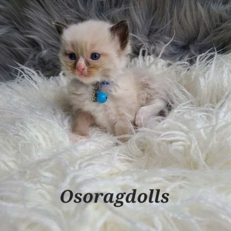 kitten for sale