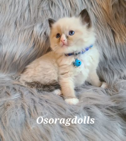 Ragdoll kitten. Traditional Seal Point mitted with blaze, male.