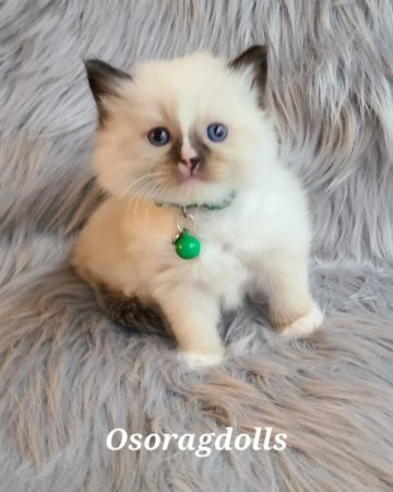 Ragdoll kitten. Traditional Seal Point mitted with blaze, male. Washington State. CFA & TICA registered.