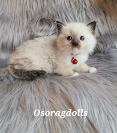 Ragdoll kitten. Traditional Seal Point mitted male. Washington State.