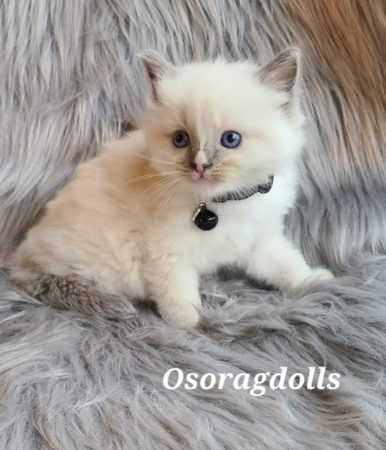Ragdoll Kitten. Traditional Blue Point mitted with blaze, male. Washington State Ragdoll kittens.