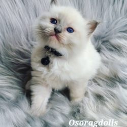 Blue Point Mitted, Ragdoll kitten