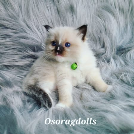 Traditional Seal Point mitted Ragdoll kitten, with white blaze.