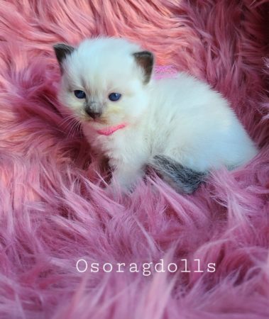 Ragdoll kitten: Traditional Seal Point mitted, female.