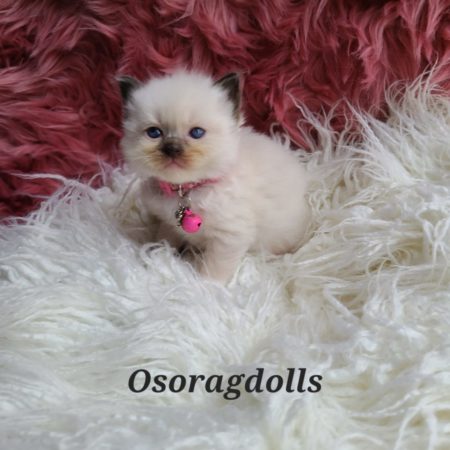 Ragdoll kitten; Traditional Seal Point mitted, female.
