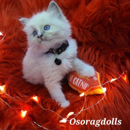 Ragdoll kitten