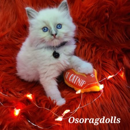 Ragdoll kitten