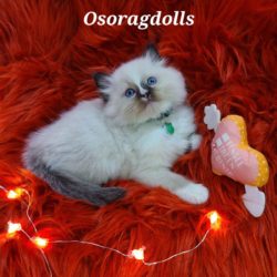 Ragdoll kitten