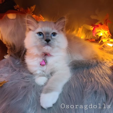 Traditional Blue Point mitted Ragdoll kitten