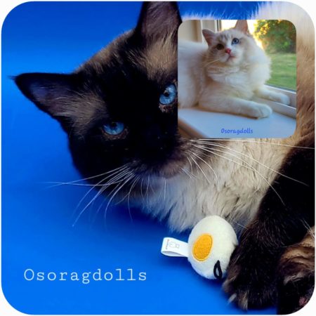 Osoragdolls Sebastian and Osoragdolls Harmony