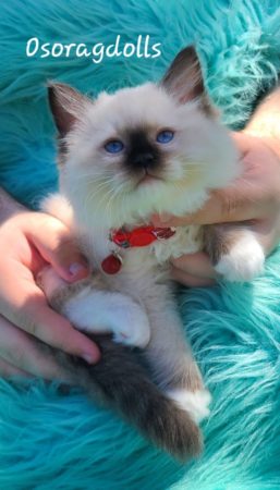 Traditional Seal Point Mitted Ragdoll kitten