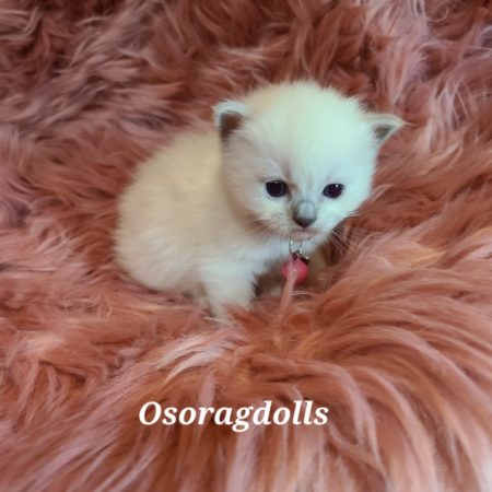 Ragdoll kitten