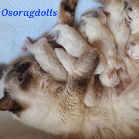 Ragdoll kittens Washington State