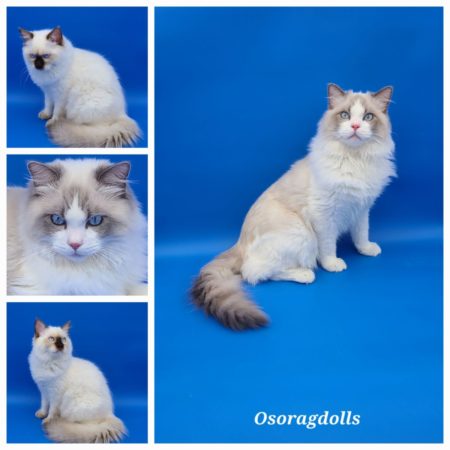 Ragdolls