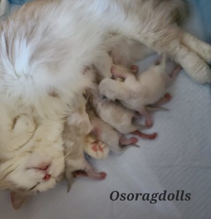 Ragdoll kittens