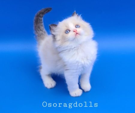 Seal Bicolor Ragdoll kitten