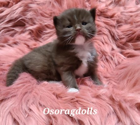 Chocolate mitted Ragdoll kitten