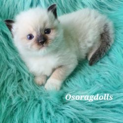 Ragdoll kitten