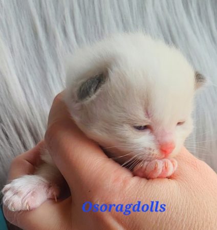 Ragdoll Kitten Seal Point Bicolor