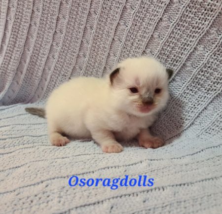 Ragdoll kitten, Traditional Seal Point