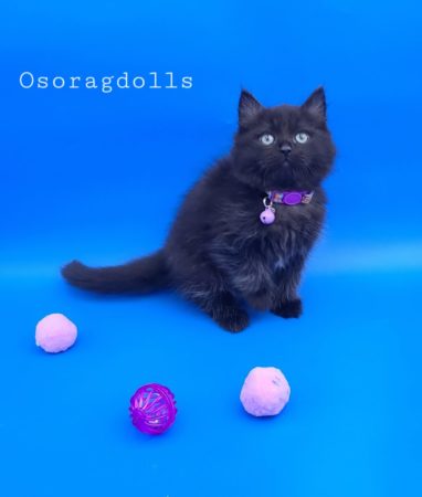 Ragdoll Kitten
