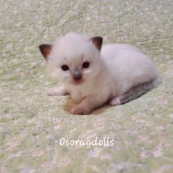 Ragdoll kitten
