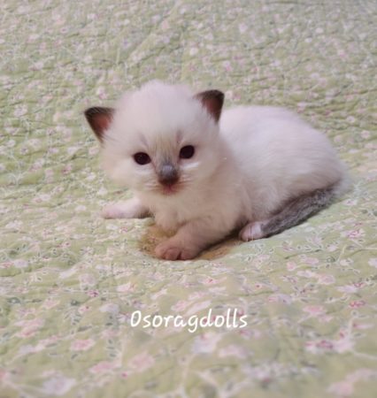 Ragdoll kitten