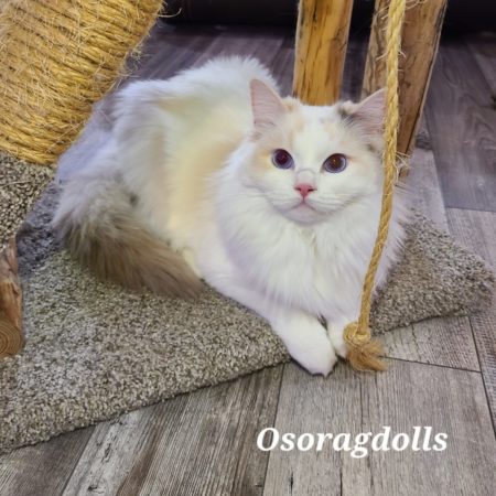 Cajunragdolls Peaches Ragdoll cat