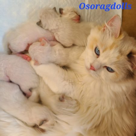 Ragdoll Kittens
