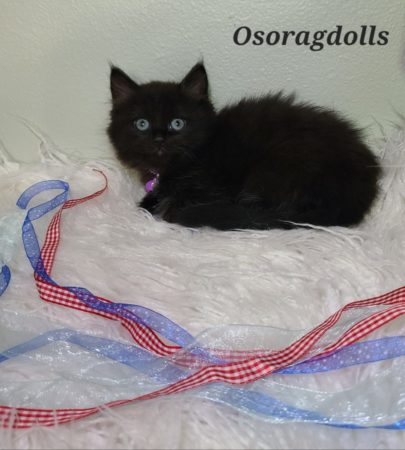 Ragdoll kitten