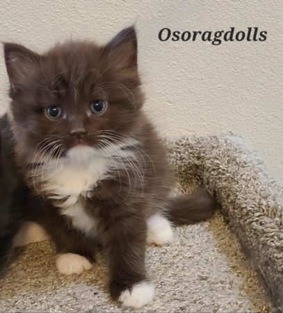 Solid Chocolate Mitted