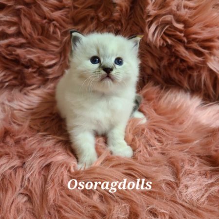 Ragdoll kitten